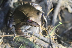 Leptodactylus pentadactylus