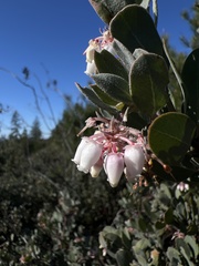 Arctostaphylos silvicola