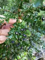 Gaultheria phillyreifolia