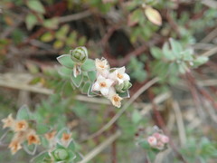 Pimelea villosa