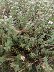 Pimelea villosa