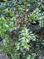 Gaultheria phillyreifolia