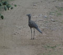 Chunga burmeisteri