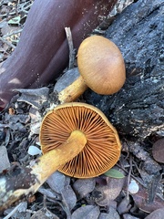 Cortinarius croceus