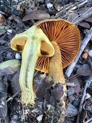 Cortinarius croceus