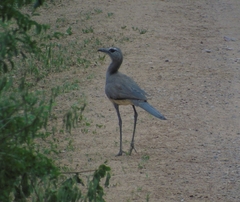 Chunga burmeisteri
