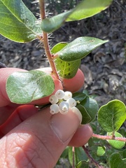 Arctostaphylos sensitiva