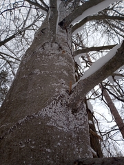 Cryptococcus fagisuga