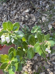 Arctostaphylos sensitiva
