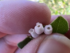 Arctostaphylos sensitiva