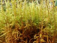 Calliergonella cuspidata