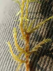 Calliergonella cuspidata