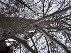 Cryptococcus fagisuga