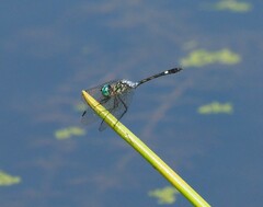 Micrathyria pseudeximia