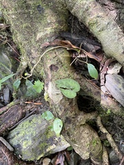 Asarum epigynum