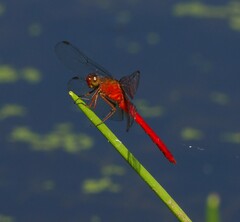 Rhodopygia cardinalis