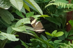 Colobura dirce