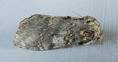 Peridea angulosa