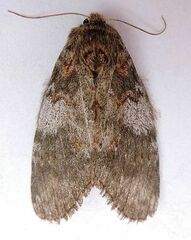 Peridea angulosa
