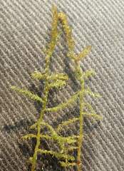 Scorpidium revolvens