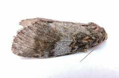 Peridea angulosa