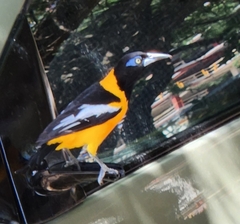 Icterus icterus