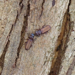 Platisus angusticollis