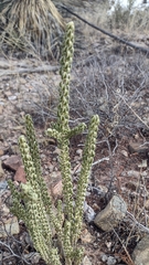 Mortonia scabrella