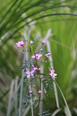 Boronia floribunda