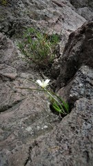 Calochortus exilis
