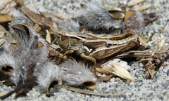 Phaulacridium marginale