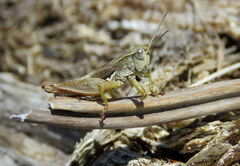 Phaulacridium marginale