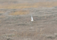 Gallinago gallinago