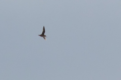 Lymnocryptes minimus