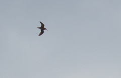 Lymnocryptes minimus