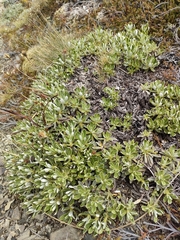 Celmisia angustifolia