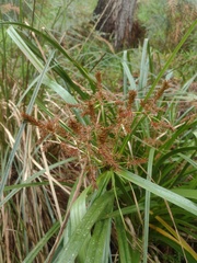 Cyperus lucidus
