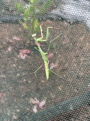 Pseudomantis albofimbriata