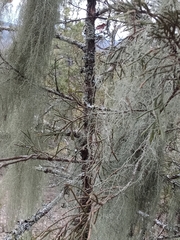 Usnea trichodea