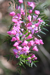 Boronia floribunda