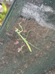 Pseudomantis albofimbriata