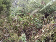 Blechnum minus