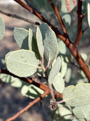 Arctostaphylos viscida mariposa