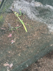 Pseudomantis albofimbriata