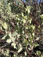 Arctostaphylos viscida mariposa