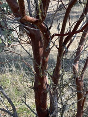 Arctostaphylos viscida mariposa