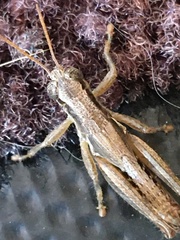 Melanoplus cinereus