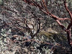 Arctostaphylos viscida mariposa