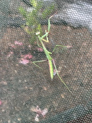 Pseudomantis albofimbriata