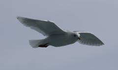 Larus glaucoides kumlieni